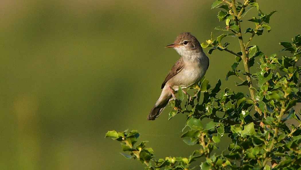 Upcher's Warbler